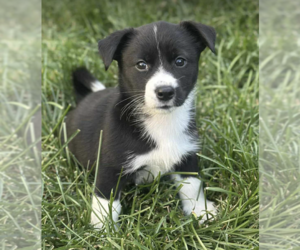 Pembroke Welsh Corgi-Pomeranian Mix Dogs for adoption in Anchorage, AK, USA