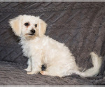 Small Photo #5 Bichon Frise Puppy For Sale in WAKARUSA, IN, USA