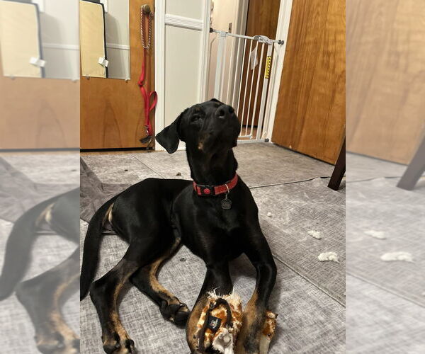 Medium Photo #8 Rotterman Puppy For Sale in New York, NY, USA