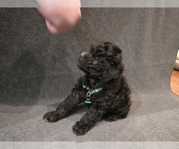 Medium Photo #11 Whoodle (Miniature) Puppy For Sale in KATY, TX, USA