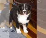 Puppy AKC Mango Australian Shepherd