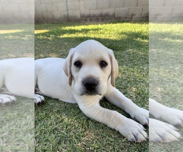 Medium Photo #3 Labrador Retriever Puppy For Sale in MESA, AZ, USA