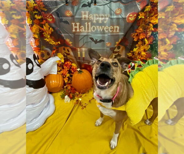 Medium Photo #2 Mutt Puppy For Sale in Bryant, AR, USA