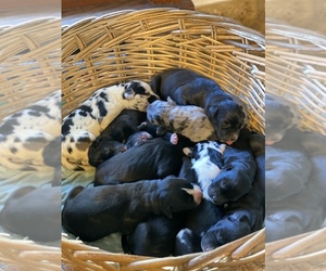 Great Dane Puppy for sale in RUSSELLVILLE, AL, USA