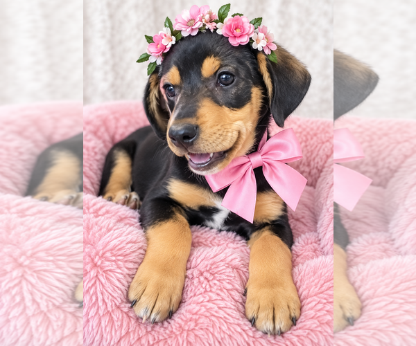 Medium Photo #3 Beagle-Unknown Mix Puppy For Sale in Mt. Laurel, NJ, USA