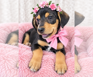 Trudy - Female Beagle-Unknown Mix Dog for Adoption - Photo #3