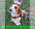 Small Photo #35 Basschshund Puppy For Sale in San Antonio, TX, USA