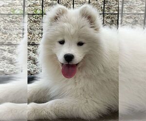 Samoyed Puppy for sale in WINNETKA, CA, USA