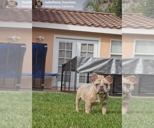 French Bulldog Dog for Adoption in SANTA MARIA, California USA