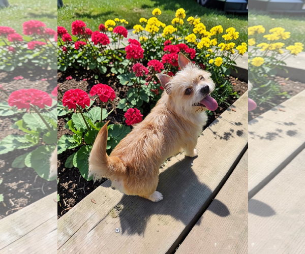 Medium Photo #2 Mutt Puppy For Sale in McKinney, TX, USA