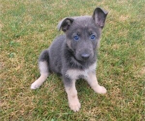 German Shepherd Dog Puppy for sale in NOVI, MI, USA
