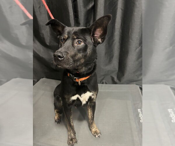 Medium Photo #2 German Shepherd Dog-Unknown Mix Puppy For Sale in Dana Point, CA, USA