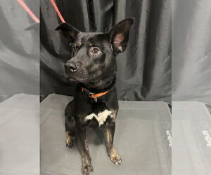 Midnight - Female German Shepherd Dog-Unknown Mix Dog for Adoption - Photo #2