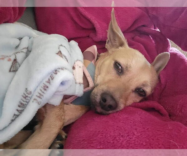 Medium Photo #2 Chihuahua-Unknown Mix Puppy For Sale in San Diego, CA, USA