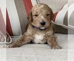 Small Photo #15 Goldendoodle Puppy For Sale in ATLANTA, GA, USA
