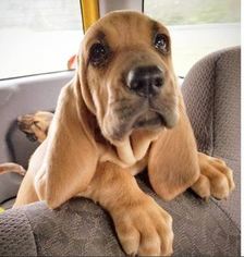 Bloodhound Puppy for sale in TOCCOA, GA, USA
