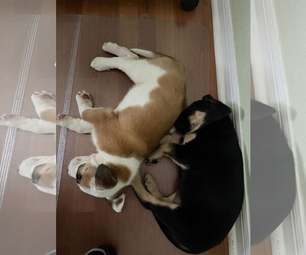 Medium Photo #11 Australian Shepherd-Unknown Mix Puppy For Sale in Valrico, FL, USA