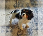 Puppy Jack Cavalier King Charles Spaniel