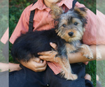 Mars - Male Yorkshire Terrier Puppy for Sale - Photo #3