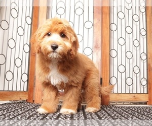 Medium Cavapoo (Miniature)