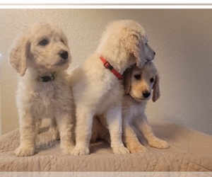 Goldendoodle Puppy for sale in FRANKLIN, WI, USA