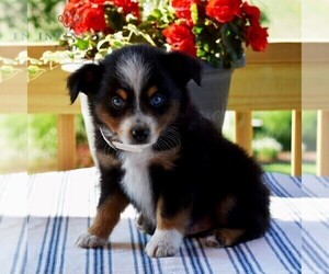Miniature Australian Shepherd Puppy for sale in REBERSBURG, PA, USA