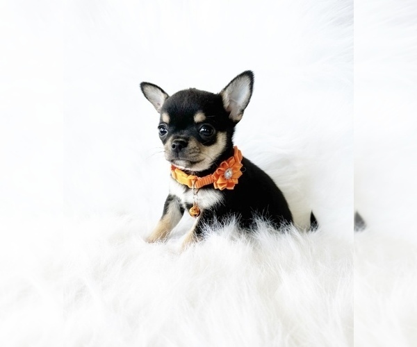 Medium Photo #1 Chihuahua Puppy For Sale in SACRAMENTO, CA, USA