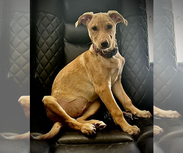 Medium Photo #2 Shepradors Puppy For Sale in Princeton, MN, USA