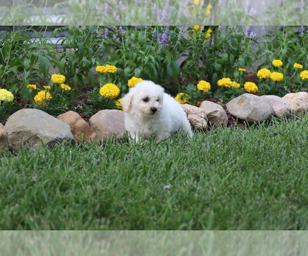 Medium Photo #1 Bichon Frise Puppy For Sale in HUMBOLDT, IL, USA