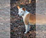 Small #4 Mutt