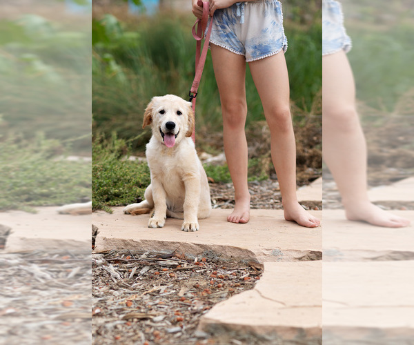 Medium Photo #4 Golden Retriever Puppy For Sale in ANAHEIM, CA, USA