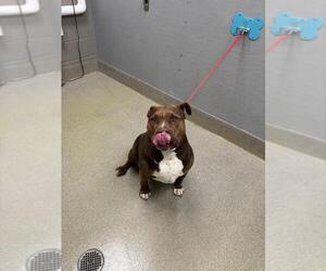 Mutt Dogs for adoption in Las Vegas, NV, USA