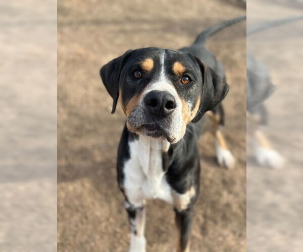 Medium Photo #4 Bloodhound-Unknown Mix Puppy For Sale in Canton, CT, USA
