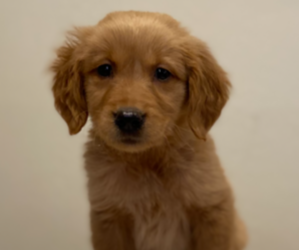 Golden Retriever Puppy for sale in COLUMBUS, IN, USA