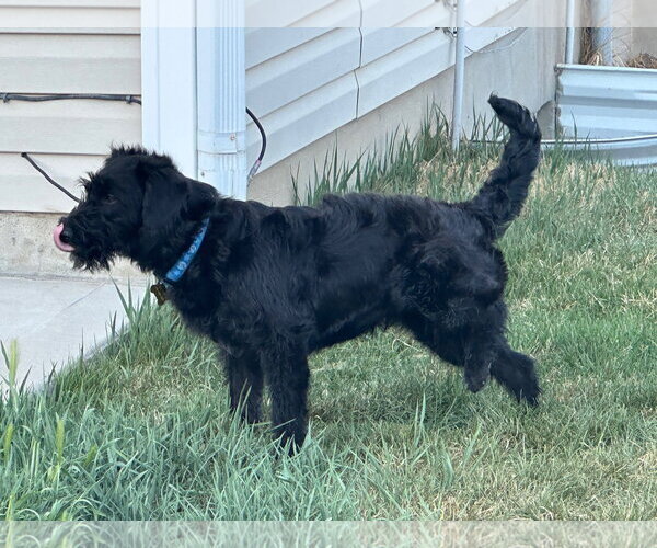 Medium Photo #8 Poodle (Standard)-Unknown Mix Puppy For Sale in Sandy, UT, USA