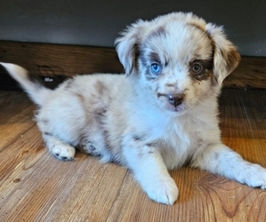 Miniature Australian Shepherd Puppy for sale in MILTON, WI, USA
