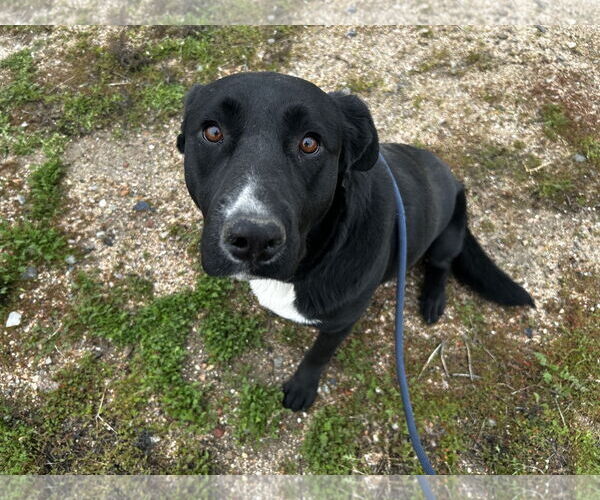Medium Photo #2 Labrador Retriever-Unknown Mix Puppy For Sale in San Diego, CA, USA