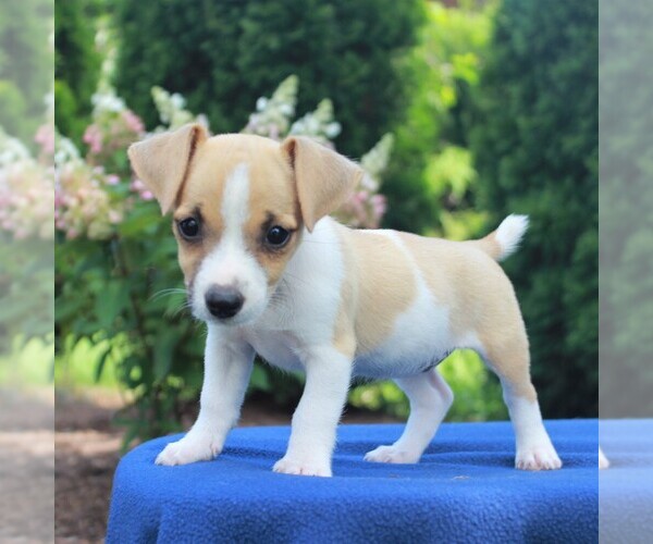 Medium Photo #7 Jack Russell Terrier Puppy For Sale in LEBANON, PA, USA