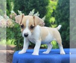 Small Photo #7 Jack Russell Terrier Puppy For Sale in LEBANON, PA, USA