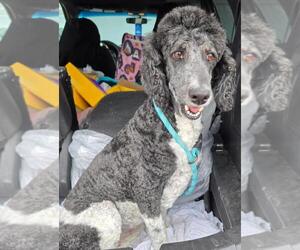 Amanda - Female Poodle (Standard) Dog for Adoption - Photo #3