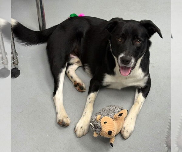Medium Photo #6 Border Collie-Unknown Mix Puppy For Sale in Hot Springs Village, AR, USA