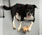 Small #5 Border Collie Mix