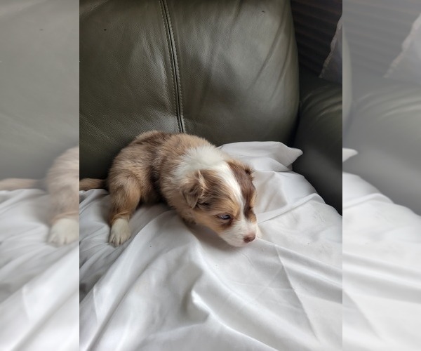 Medium Photo #2 Miniature Australian Shepherd Puppy For Sale in WILLIAMSBURG, CO, USA