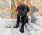 Small #3 Labrador Retriever Mix