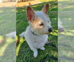 Small #2 Chihuahua Mix