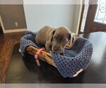 Puppy Pink Great Dane