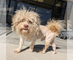 Cockapoo (Miniature) Dogs for adoption in Denver, CO, USA