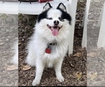 Small Photo #1 Pomsky Puppy For Sale in NASHUA, NH, USA
