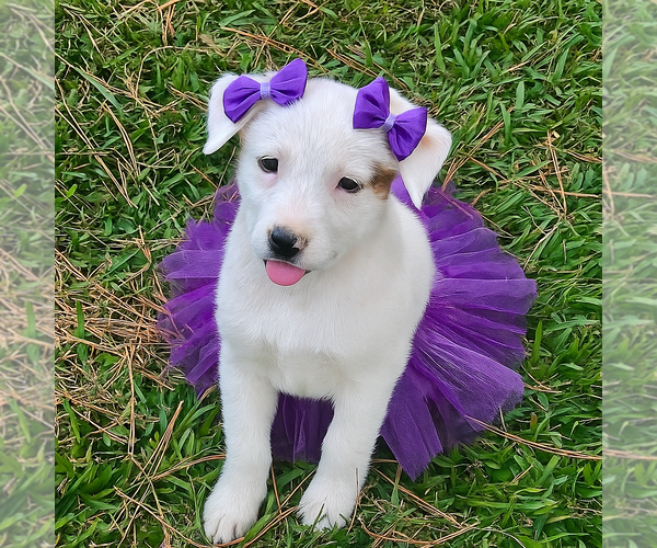 Medium Photo #1 Golden Labrador Puppy For Sale in Mt. Laurel, NJ, USA