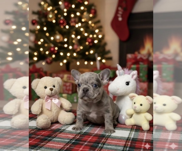 Medium Photo #1 French Bulldog Puppy For Sale in PORTSMOUTH, OH, USA